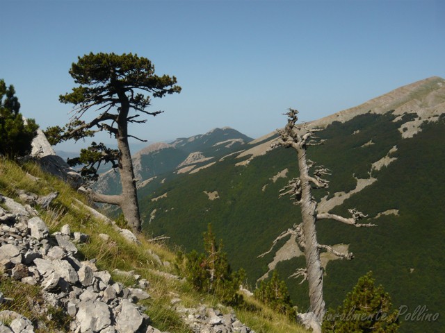 Pinus leucodermis / Pino Loricato